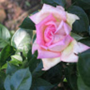 Meet your Posher, Fay